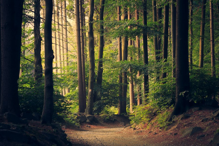 Sunlight entering a green forest